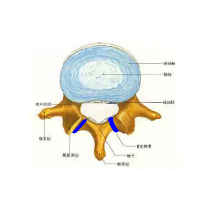 腰椎の関節構造/六本木整体GEN流院